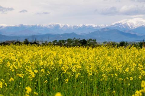 Els paisatges espectaculars per gaudir de la primavera a Catalunya